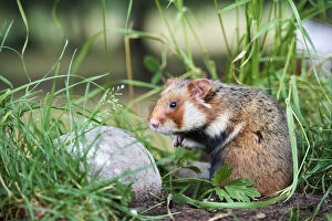 Common hamster (Cricetus cricetus), Alsace, France, June, captive