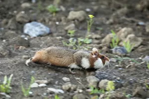 Common hamster (Cricetus cricetus) full with cheeks full, Slovakia, Europe, June 2009