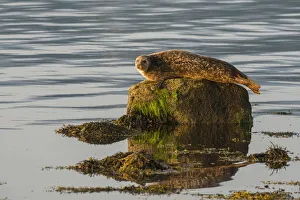 Richard Shucksmith Prints: Common / Harbour seal (Phoca vitulina) hauled out on rock in the no take zone, Lamlash Bay