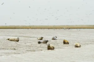 Seals Prints: Common / Harbour seals (Phoca vitulina) hauled out on mudflats at saltmarsh, Wallasea