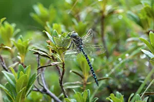 Damselfly Prints: Common hawker (Aeshna juncea) resting on vegetation