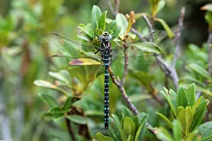 Damselfly Prints: Common hawker (Aeshna juncea) resting on vegetation
