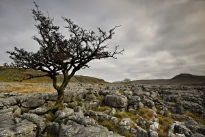 Limestone Prints: Common Hawthorn (Crataegus monogyna) tree growing out of joints in Carboniferous limestone