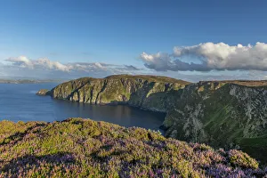 Exploring Britain Collection: Common heather (Calluna vulgaris) flowering on cliff top at Croaghnmaddy in evening light