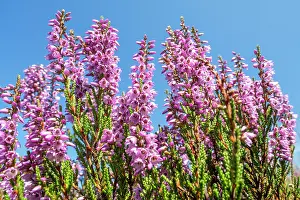 Ericales Prints: Common heather (Calluna vulgaris) in flower