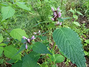 Labiatae Prints: Common hemp-nettle (Galeopsis tetrahit) flowering in a damp woodland clearing