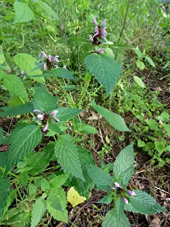 Labiatae Prints: Common hemp-nettle (Galeopsis tetrahit) flowering in a damp woodland clearing