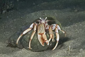 Images Dated 5th June 2013: Common Hermit Crab (Pagurus bernhardus) Bouley Bay, Jersey, British Channel Islands