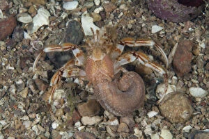 Images Dated 5th June 2013: Common Hermit Crab (Pagurus bernhardus) Bouley Bay, Jersey, British Channel Islands