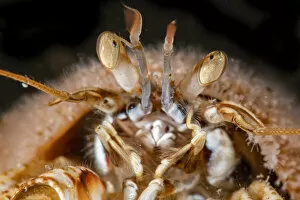 Common hermit crab (Pagurus bernhardus) with Snail fur (Hydractinia echinata) growing on its shell, close up, Ronas Voe