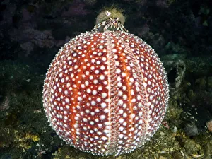 Common hermit crab (Pagurus bernhardus) crawling on top of Common sea urchin