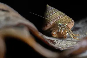 Seaweed Prints: Common hermit crab (Pagurus bernhardus) in Painted topshell