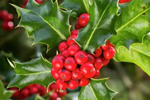Spike Prints: Common holly (Ilex aquifolium) close-up of evergreen leaves and red berries in autumn