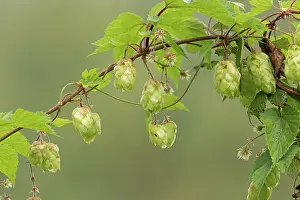 Cannabaceae Prints: Common hop plant (Humulus lupulus) in flower, Norfolk, England, UK. August