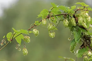 Cannabaceae Prints: Common hop plant (Humulus lupulus) in flower, Norfolk, England, UK. August