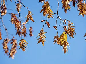 Foliage Prints: Common hornbeam (Carpinus betulus) fruiting, Bavaria, Germany. October
