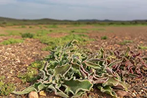 Succulents Prints: Common iceplant (Mesembryanthemum crystallinum)