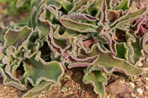 Succulents Prints: Common iceplant (Mesembryanthemum crystallinum)