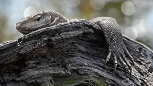 Varanus Prints: Common Indian monitor (Varanus bengalensis) resting on a branch
