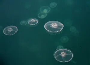 Scyphozoa Prints: Common jellyfish (Aurelia aurita) aggregation