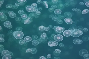 Scyphozoa Prints: Common jellyfish (Aurelia aurita) aggregation