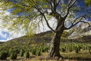 Cupressaceae Prints: Common juniper (Junipera communis) and Common beech (Fagus sylvatica) trees growing
