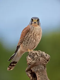 2018 October Highlights Gallery: Common kestrel (Falco tinnunculus) perched on a branch, Valencia, Spain, February