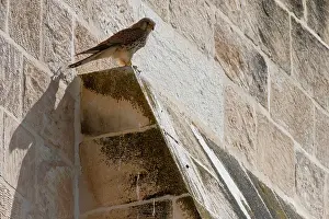 Middle East Prints: Common kestrel (Falco tinnunculus) perched on city walls of Jerusalem, Israel