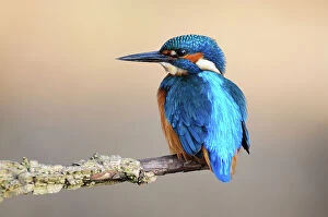 Blue Waters Collection: Common Kingfisher (Alcedo atthis) adult male at rest, Dorset, UK, November