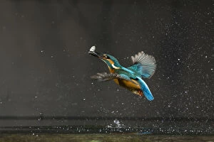 Common kingfisher (Alcedo atthis) in flight with fish prey, Balatonfuzfo, Hungary