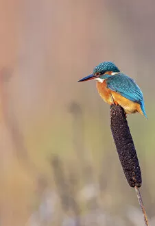 Poales Collection: Common kingfisher (Alcedo atthis) perched on a bulrush, Devpm, UK, November