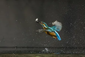 Spray Prints: Common kingfisher (Alcedo atthis) in flight with fish prey, Balatonfuzfo, Hungary