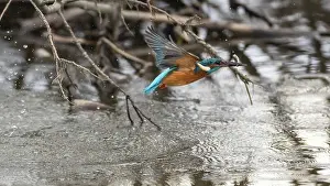 Plumage Prints: Common kingfisher (Alcedo atthis) in flight over river with fish in beak, Finland, March