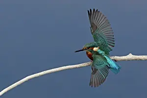 Alcedinidae Prints: Common kingfisher (Alcedo atthis) male