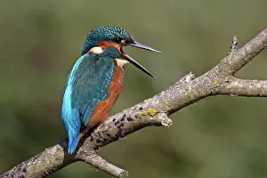 Alcedinidae Prints: Common kingfisher (Alcedo atthis) male
