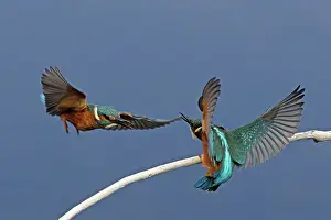 Two Common kingfisher (Alcedo atthis) males, squabbling, Suffolk, England, UK. August