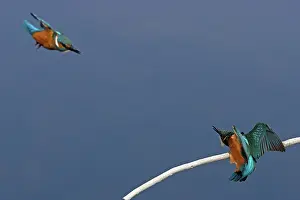 Alcedinidae Prints: Two Common kingfisher (Alcedo atthis) males, squabbling, Suffolk, England, UK. August