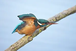 Alcedinidae Prints: Common kingfisher (Alcedo atthis) perched on branch about to take flight