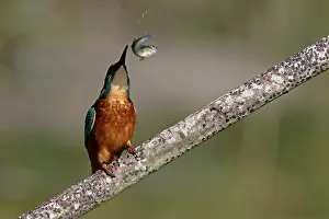 Alcedinidae Prints: Common kingfisher (Alcedo atthis) perched on branch grabbing fish prey