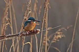 Alcedinidae Prints: Common kingfisher (Alcedo atthis) perched among reeds