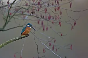 Alcedinidae Prints: Common kingfisher (Alcedo atthis) perched in tree