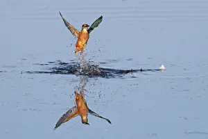 Alcedinidae Prints: Common kingfisher (Alcedo atthis) taking flight from water, Norfolk, England, UK. October