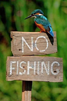 Alcedo Atthis Gallery: Common kingfisher on No Fishing sign (Alcedo atthis) UK