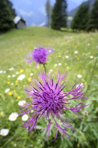 Centaurea Prints: Common knapweed (Centaurea nigra) in ancient alpine meadow with hut