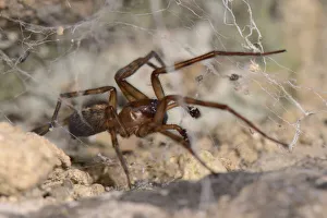 2019 May Highlights Prints: Common lace weaver / Lace-webbed spider (Amaurobius similis) male in its web in