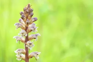 Orobanchaceae Prints: Common / Lesser Broomrape (Orobanche minor) in flower, Nijmegen, The Netherlands. May