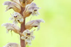 Orobanchaceae Prints: Common / Lesser Broomrape (Orobanche minor) in flower, Nijmegen, The Netherlands. May
