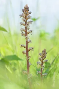 Orobanchaceae Prints: Common / Lesser Broomrape (Orobanche minor) in flower, Nijmegen, The Netherlands. May