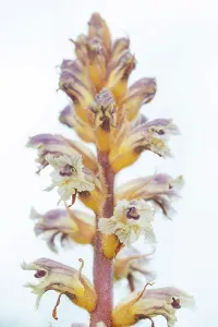 Orobanchaceae Prints: Common / Lesser Broomrape (Orobanche minor) in flower, Nijmegen, The Netherlands. May