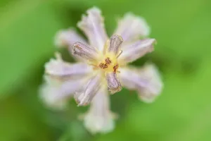 Orobanchaceae Prints: Common / Lesser Broomrape (Orobanche minor) flower close up